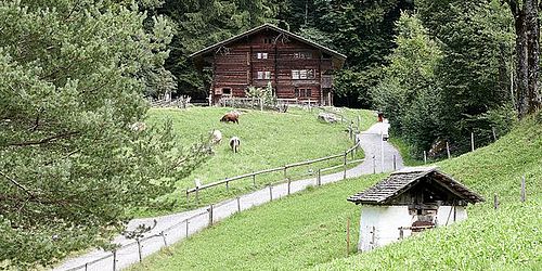 grüne Landschaft mit zwei Bauernhäuser und Kühen 