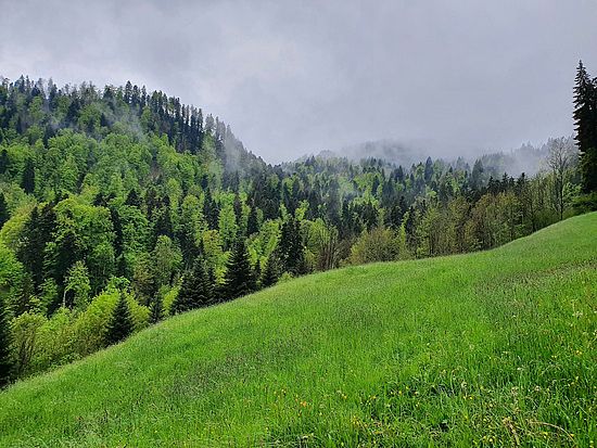 grüne Wiese mit Wald 