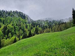grüne Wiese mit Wald 