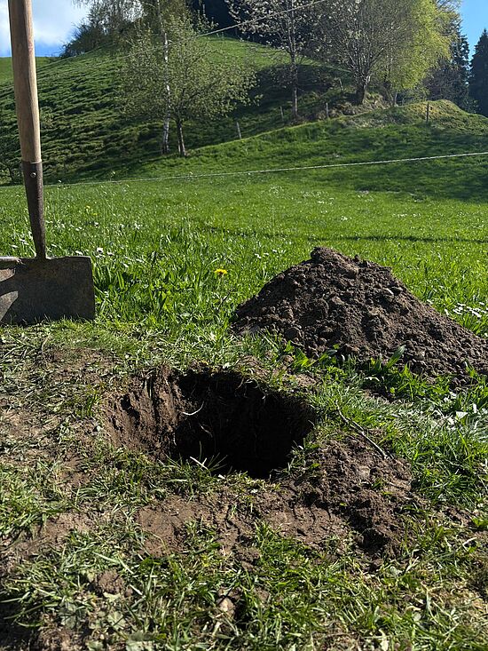 Holzpflöcke setzen