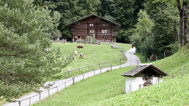 grüne Landschaft mit zwei Bauernhäuser und Kühen auf dem Ballender 